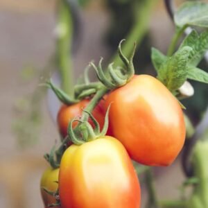 FRESH TOMATO 1 KG